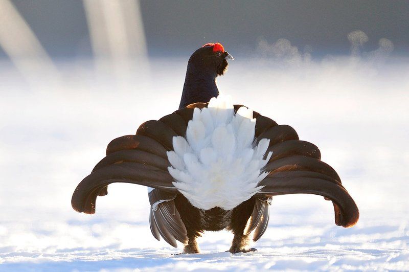 Женихphoto preview