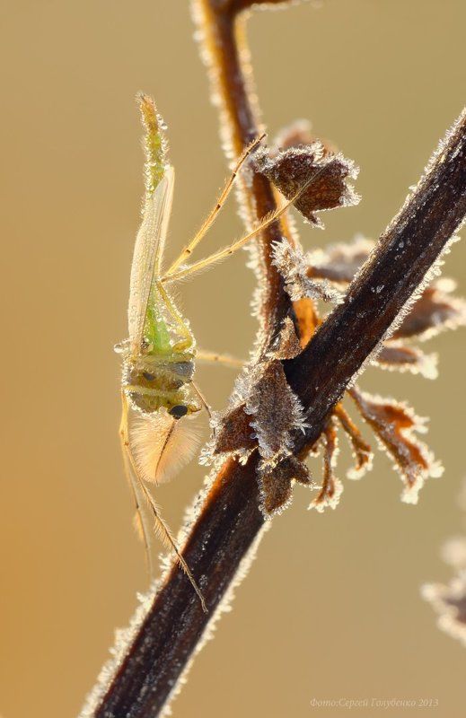 Морозкоphoto preview