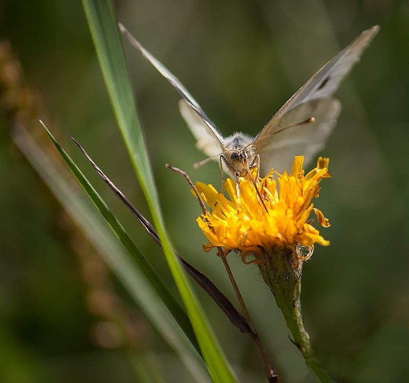 лето, цветы, трава, одуванчик, бабочка Нектар летаphoto preview