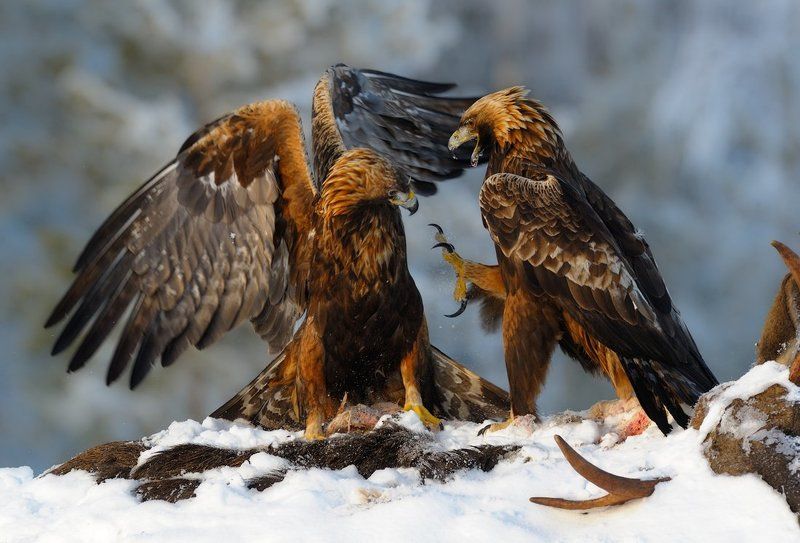 моргалы выколю!photo preview