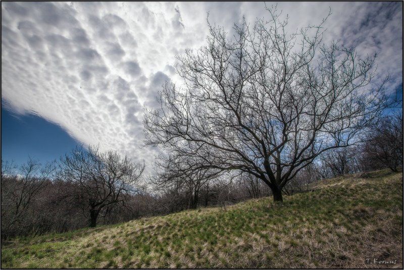 На крыльях весныphoto preview