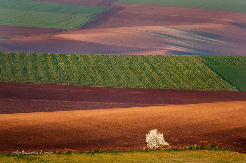 Spring on fields...photo preview