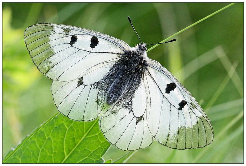 parnassius, mnemosine, мнемозина Черно-белая графикаphoto preview