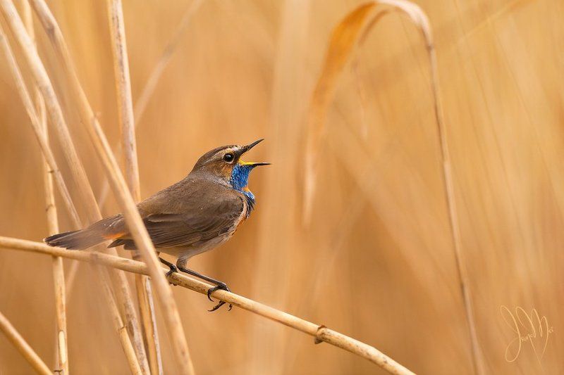 варакушка, bluethroat, luscinia svecica, birds, animals, nature, spring, singing О Варакушкахphoto preview