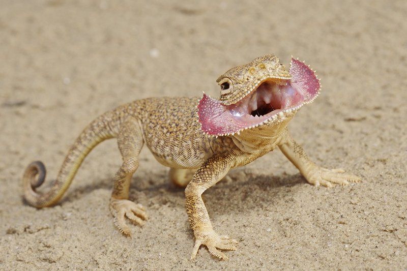 ушастая, круглоголовка Больной, скажите а-а-аа!photo preview