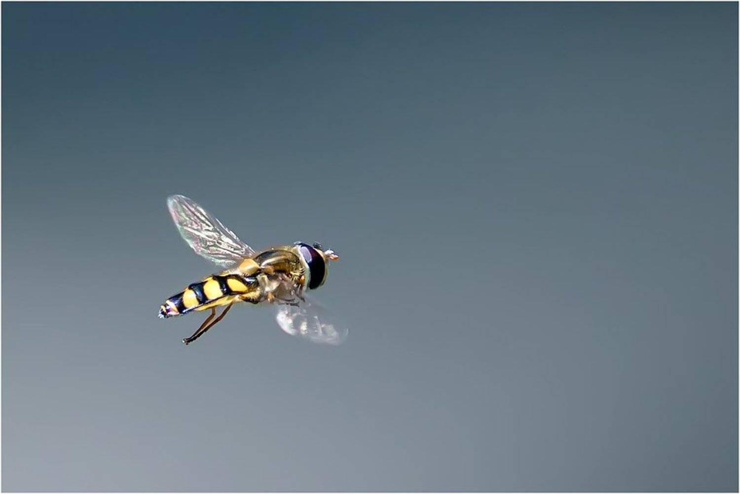 Лечу куда хочу!. Автор: Uncle_Vova (Владимир Веснин) , Uncle_Vova (Владимир Веснин)