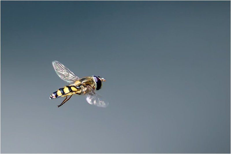 Лечу куда хочу!photo preview