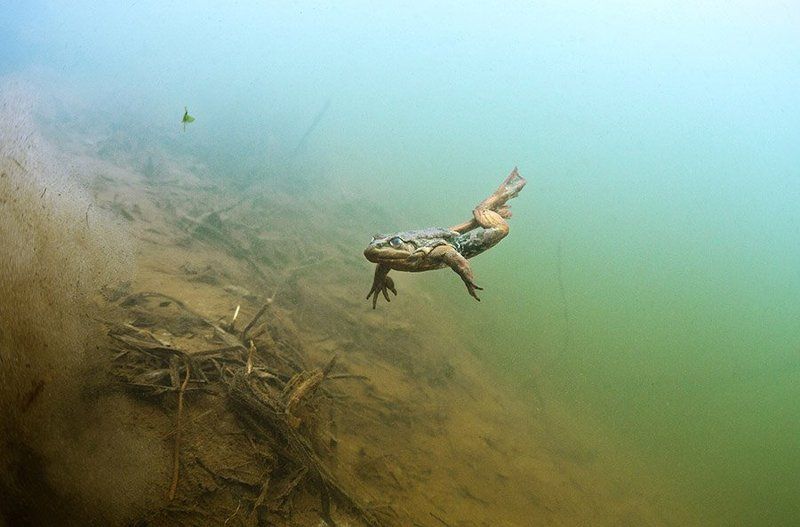 Звезда балета .photo preview