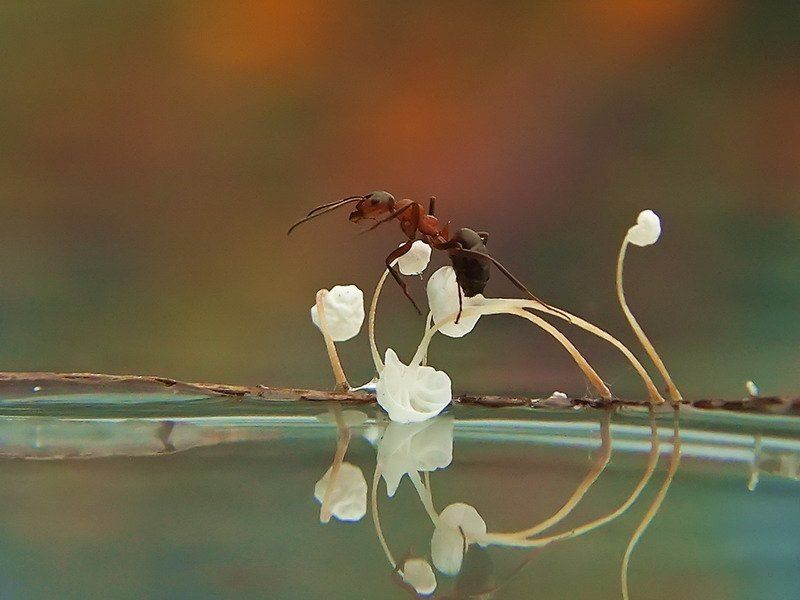 ВЫСОКО СИЖУ-ДАЛЕКО ГЛЯЖУ.photo preview