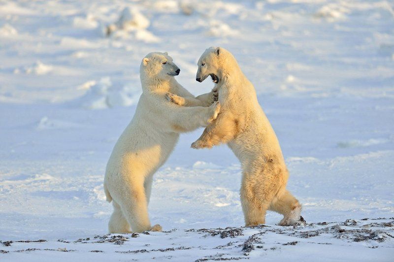 Глаза в глазаphoto preview