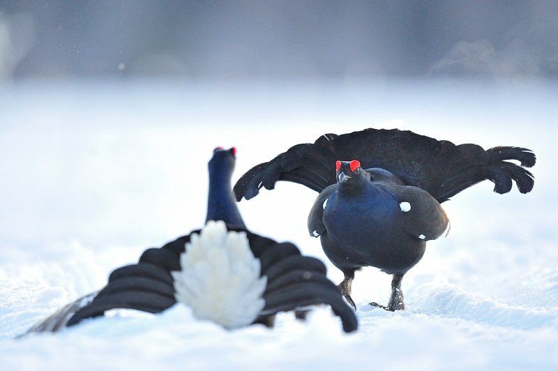 Серьёзные намеренияphoto preview