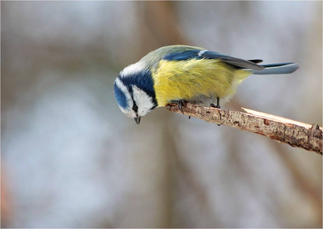Семечка упала.... Автор: КарОл , КарОл