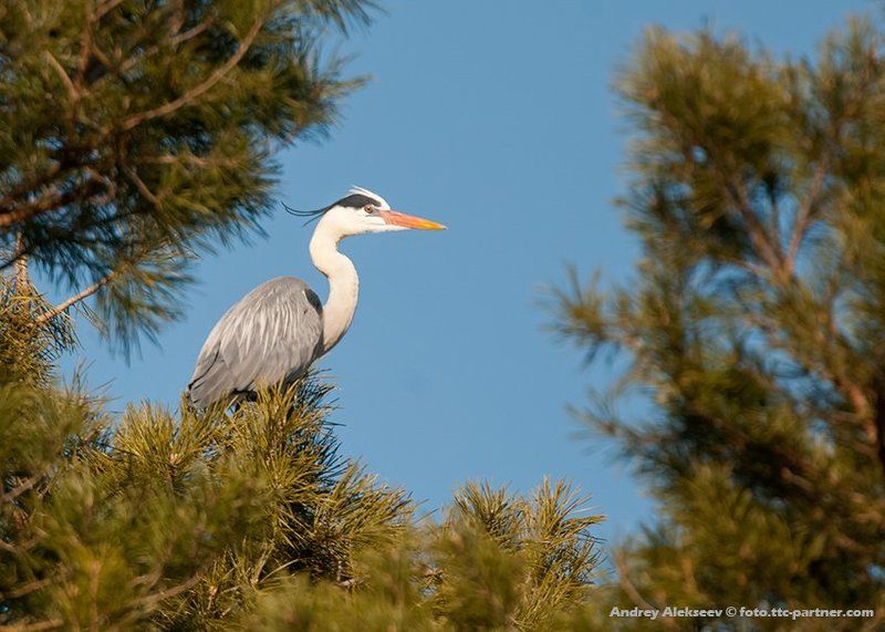 серая цапля, фотоохота Серая цапляphoto preview