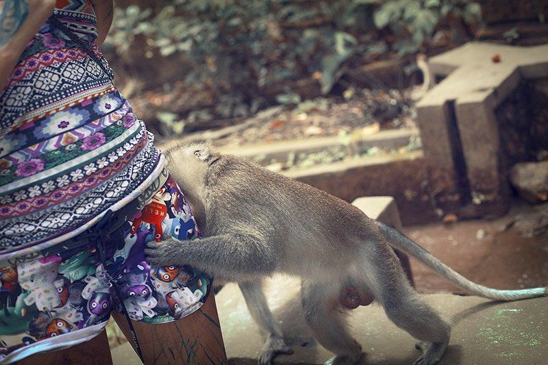 Обезьяны из глубинкиphoto preview