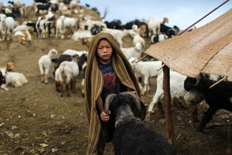 утро пастухаphoto preview