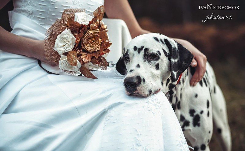 Дама с собачкойphoto preview