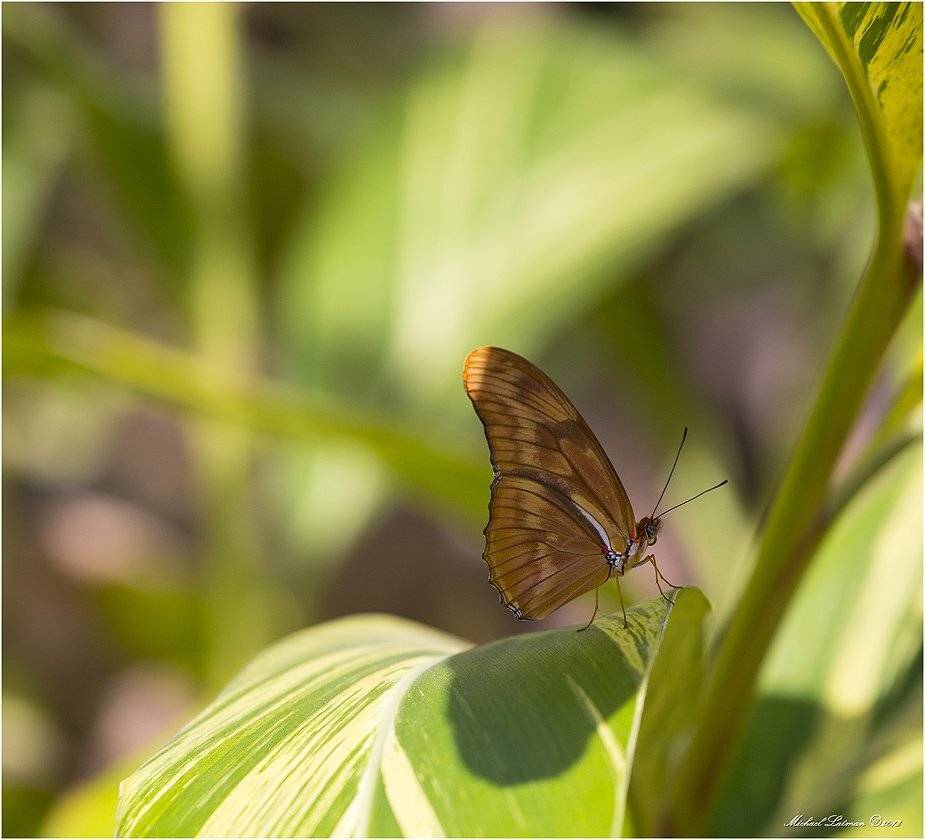 flowers, butterflies, bokeh, colors,lines,green,orange, Michael Latman