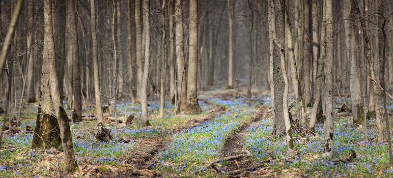 Веснаphoto preview
