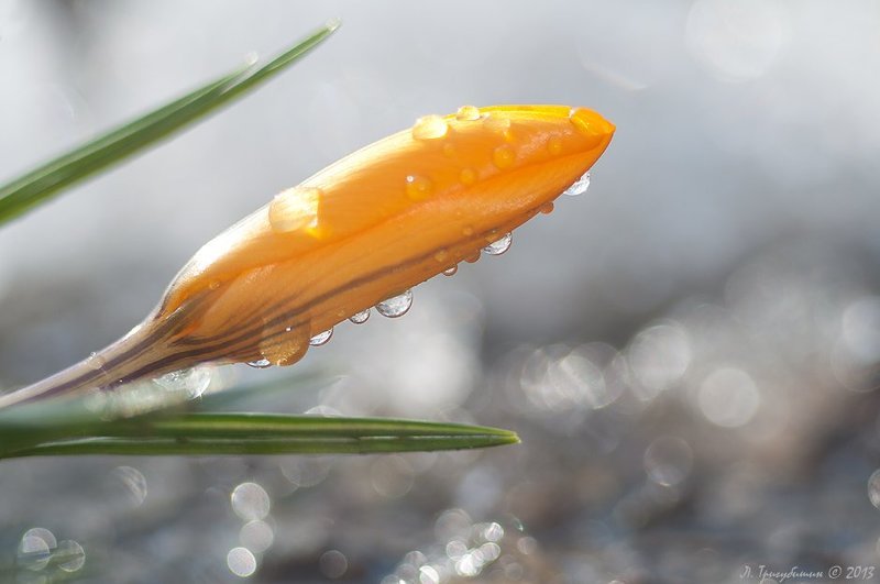 Пробуждениеphoto preview