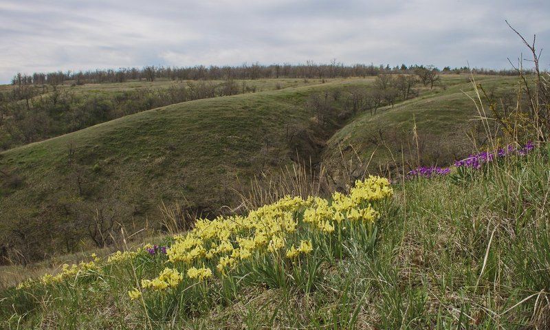 Весна на Дону.photo preview