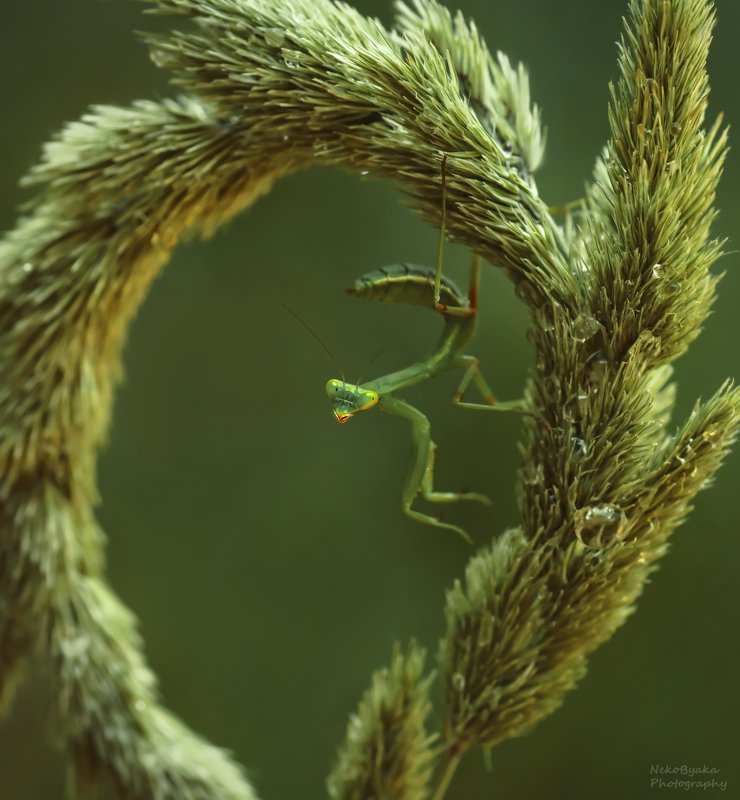 макро, природа, насекомые, богомол, macro, nature, insects, mantis, Из жизни богомоловphoto preview
