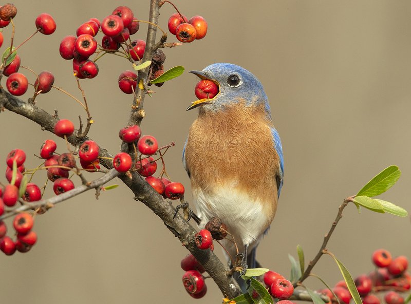 восточная сиалия, eastern bluebird,bluebird Любитель ягод. Восточная сиалия. самецphoto preview