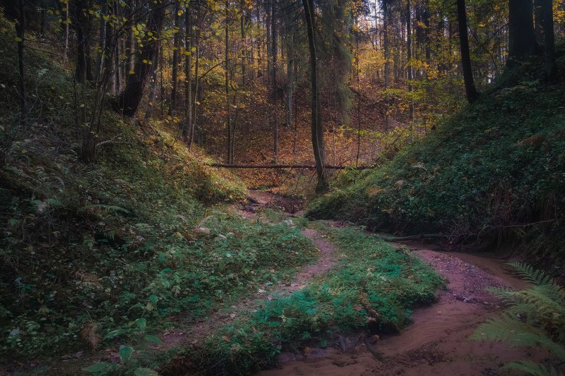 Осень в таинственном лесуphoto preview