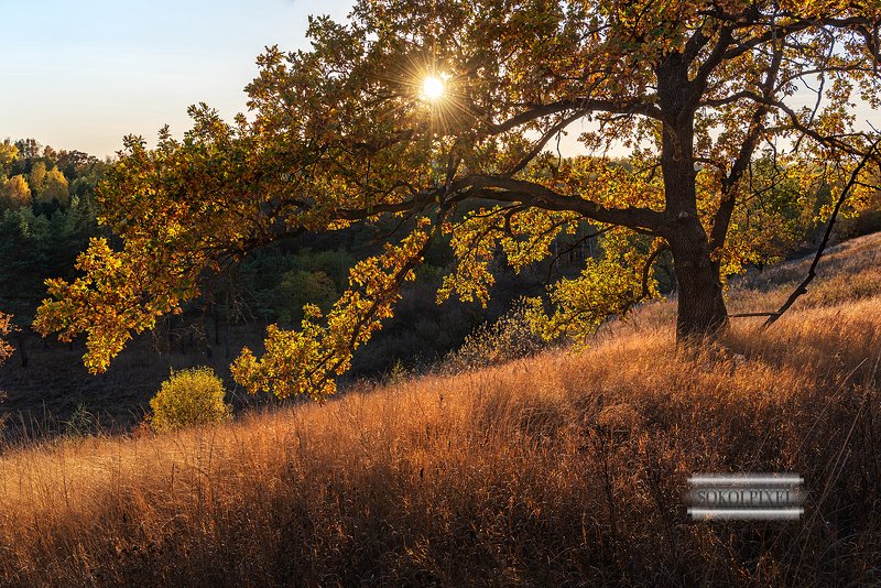 Осенний дубphoto preview