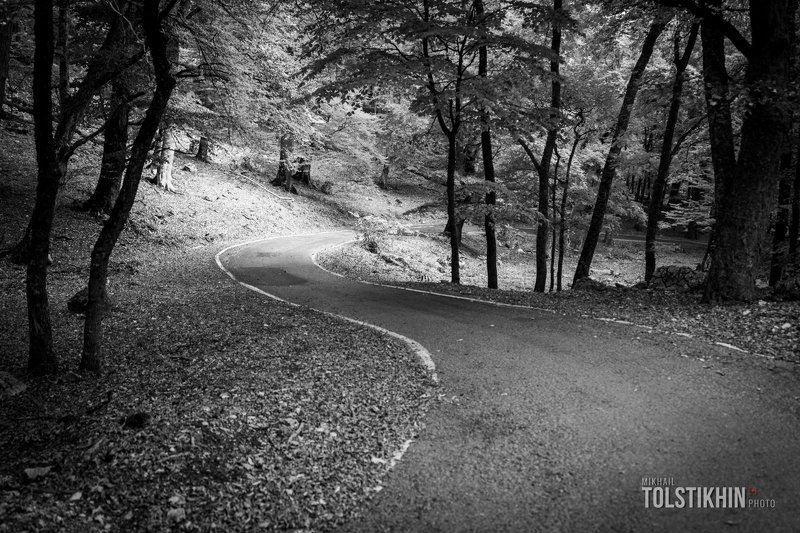 Лесная дорогаphoto preview