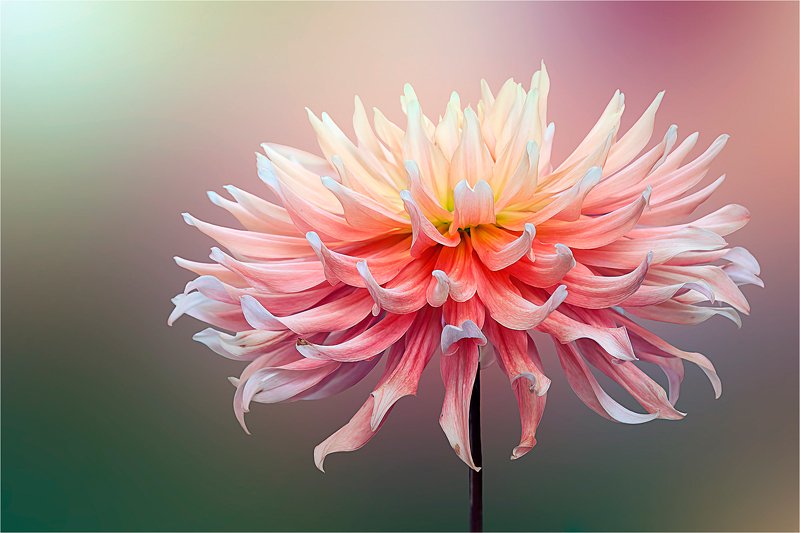 осень, природа, цветок, далия, георгина, красота, совершенство Красота - это Природа, достигшая совершенства...photo preview