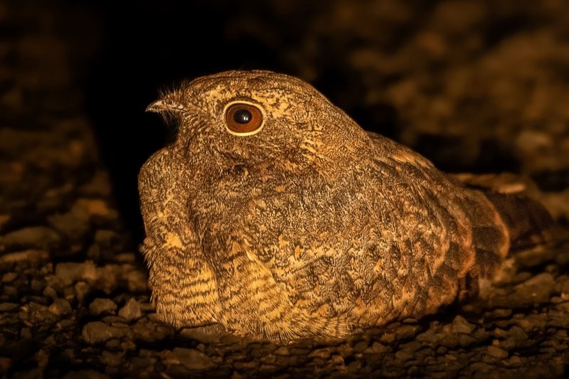 nightjar, nightjars, nocturnal, nocturnal wildlife, nature, 35awards, 35photo, wildlife, bird, birds, birds of india, parth, parth kansara, parth kansara wildlife, indian wildlife, photo, photography, kutch, natures, Sykes\'s nightjarphoto preview