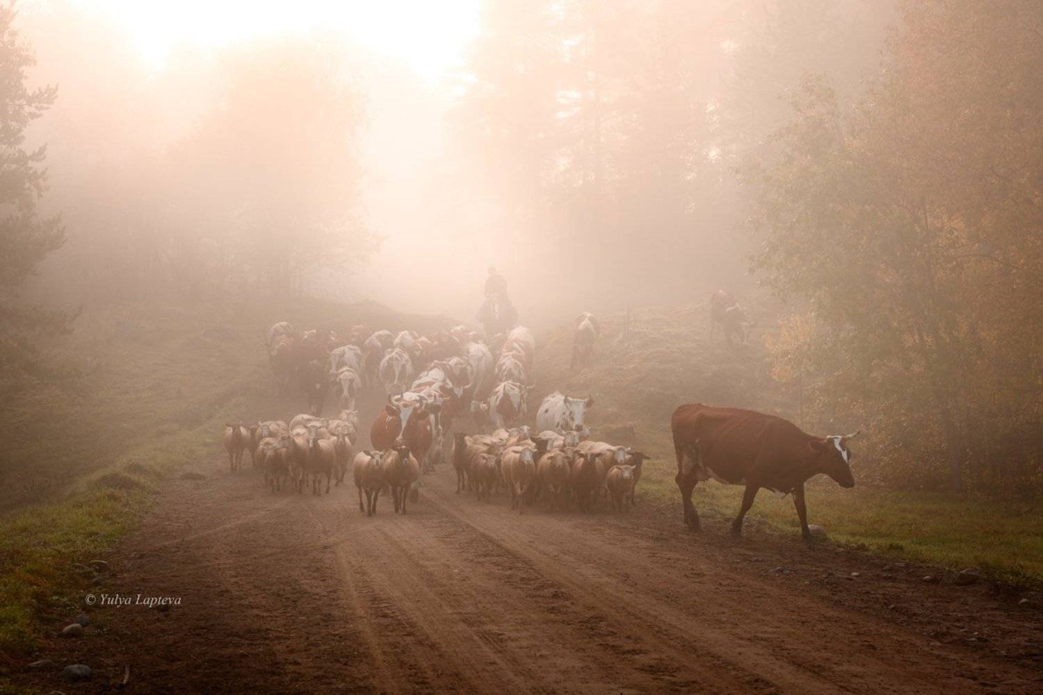 "В туманной утренней мгле". Автор: Юлия Лаптева карелия, хутор микли, октябрь, Юлия Лаптева