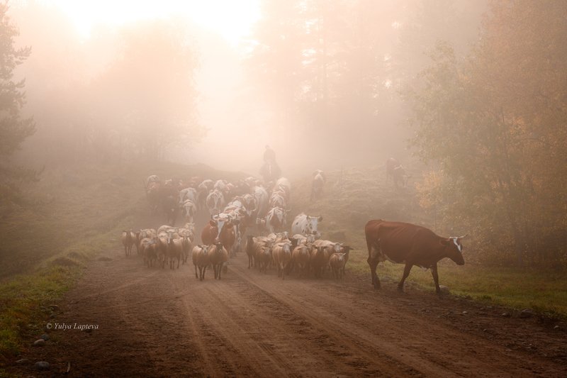 карелия, хутор микли, октябрь \