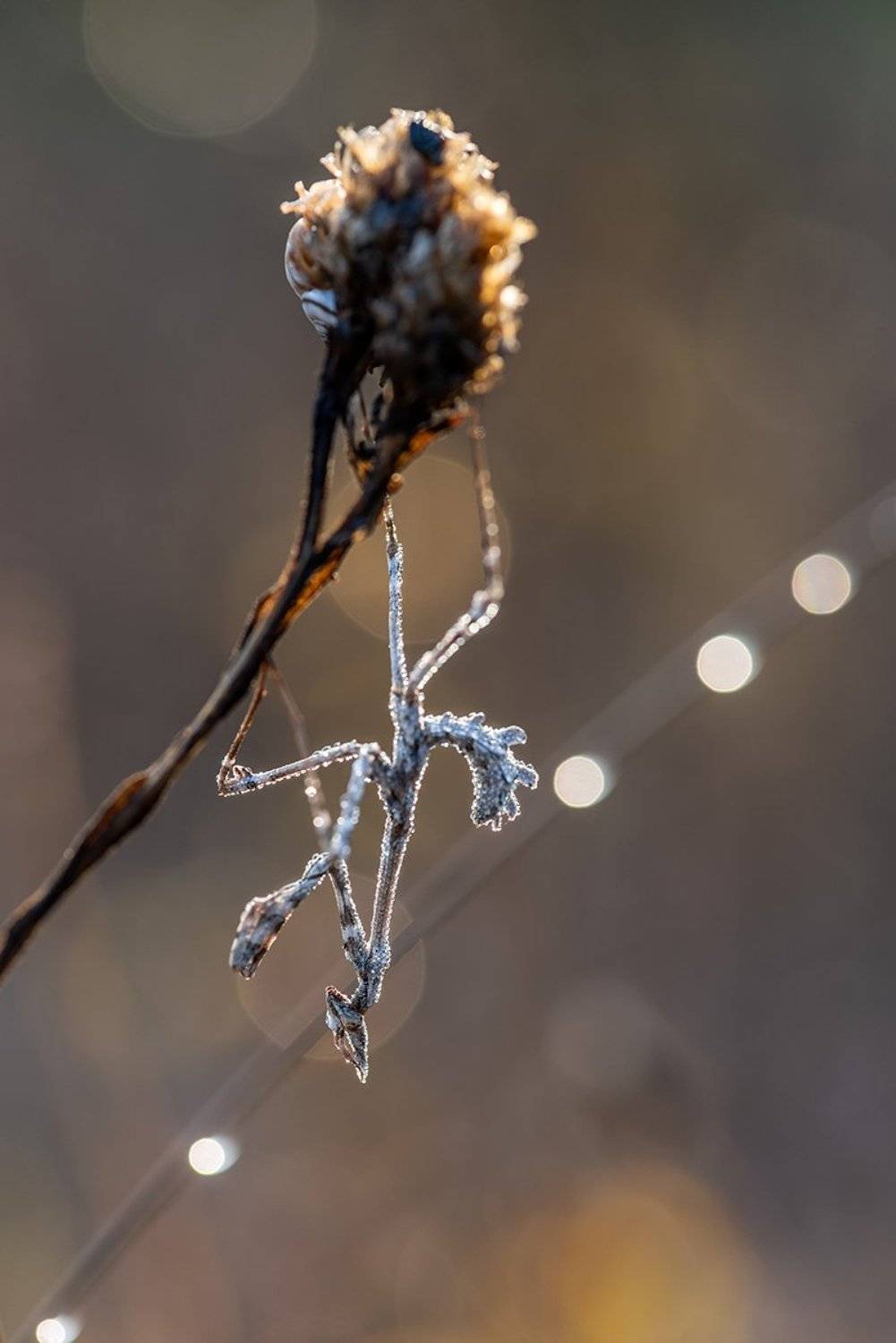 Цирк зажигает огни... Под куполом цирка!. Автор: Александр Земляной , Александр Земляной