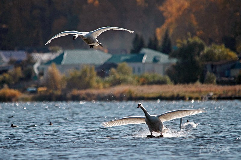 животные птицы лебеди-шипуны осень башкирия озеро кандры-куль На земле, в небесах и на мореphoto preview