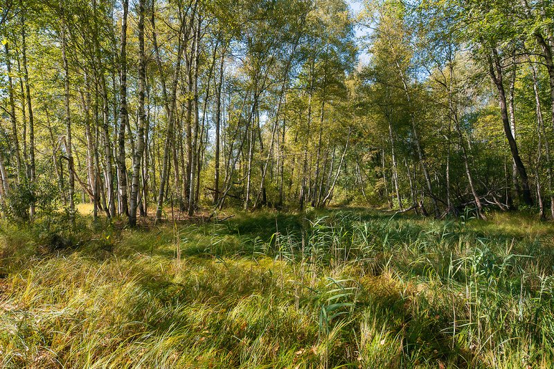 мещера, старицы, берёзы, река, лес Галопом по Мещёреphoto preview