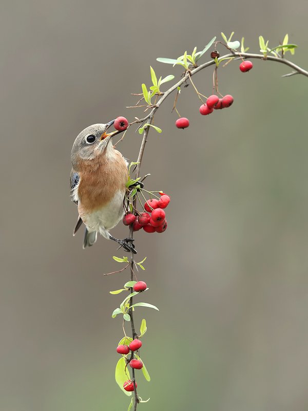 восточная сиалия, eastern bluebird,bluebird Аммм....Eastern Bluebird female Восточная сиалия (самка).photo preview