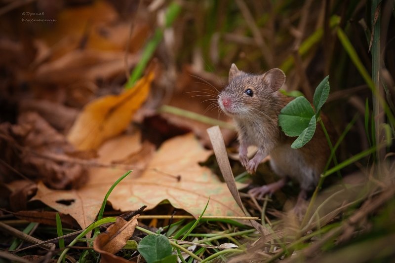 фотоохота, животные, мыши, полевка Осень, осень....photo preview