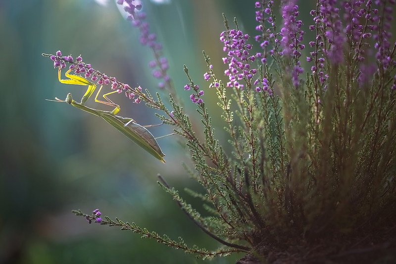 Богомолphoto preview