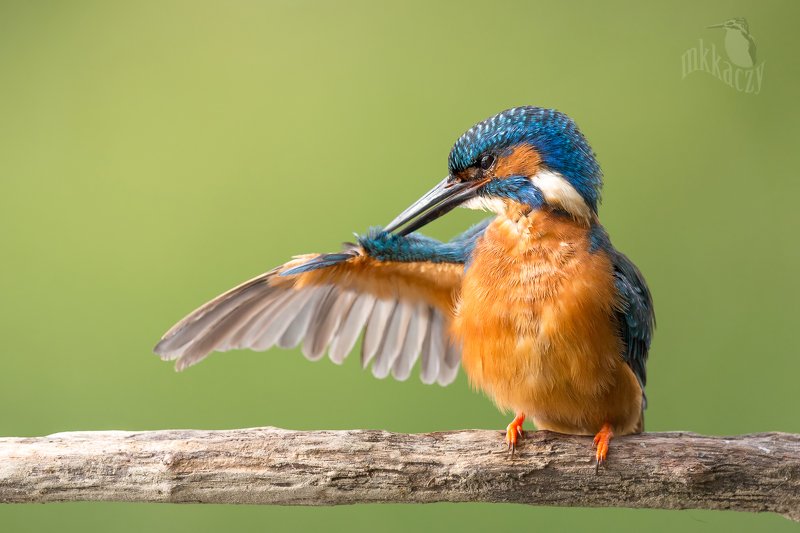 Przystojniakphoto preview