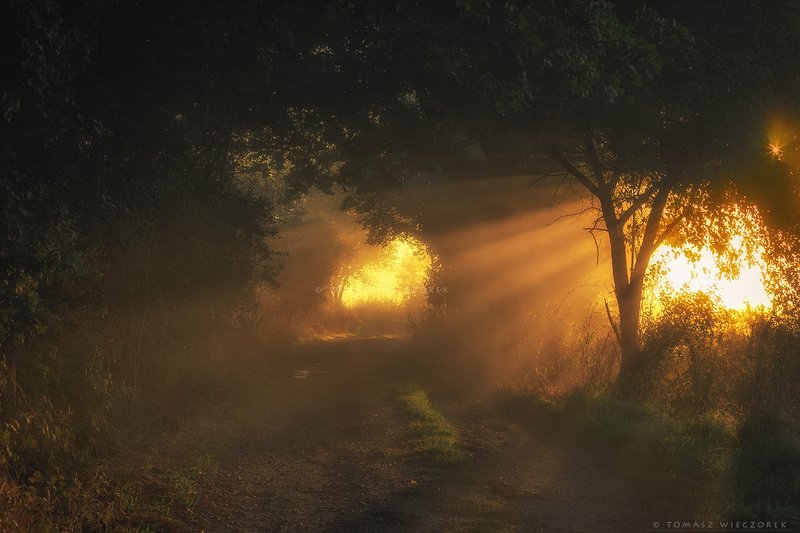 landscape, poland, light, entrance, tunnel, village, autumn, awesome, amazing, rays, sunrise, sunset, lovely, nature, travel, morning, trees Entrance to another worldphoto preview