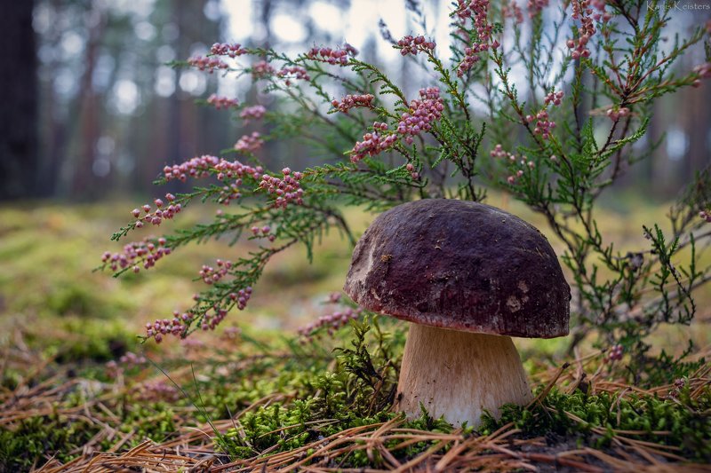 *** фото превью