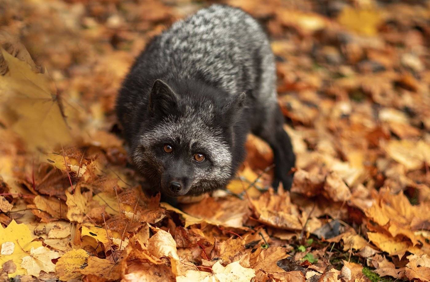лиса,чернобурая,красотка,осень,красота,природа, настроение,fox, black, beautiful, autumn, nature, Юлия Стукалова