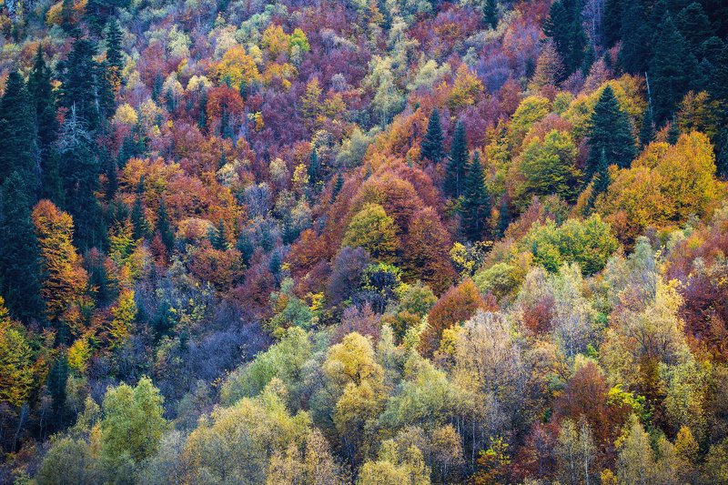 кчр,домбай,гоначхир,теберда,горы,карачаево-черкесия,осень Осенняя палитра... фото превью