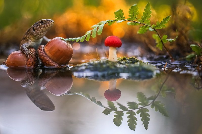 *** фото превью