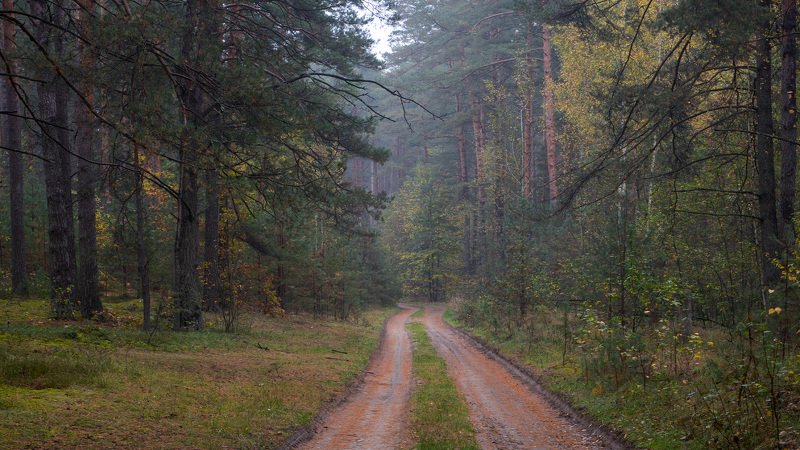 Сосны. Осень фото превью