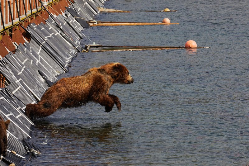 Камчатка медведи курильское озеро дикие животные  Пловец на старте photo preview