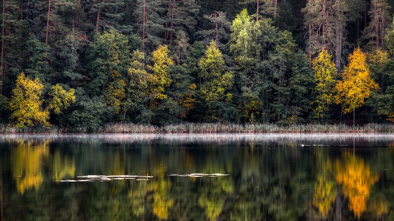 Контраст осеннего лесаphoto preview