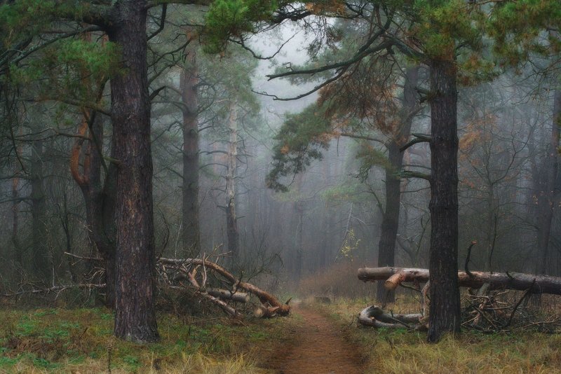 Туманный лесphoto preview