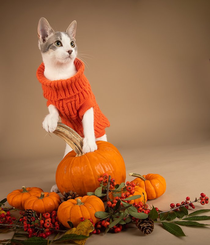 кошка, котенок, сats, домашнии любимцы, котенок, kitten,натюркотики, осень,autumn, тыквы, pumkin Сэйдж и Тыквыphoto preview